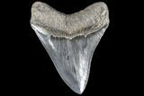 Serrated, Fossil Megalodon Tooth - Bluish Enamel #87093-2
